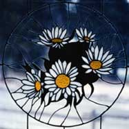 [white daisy]